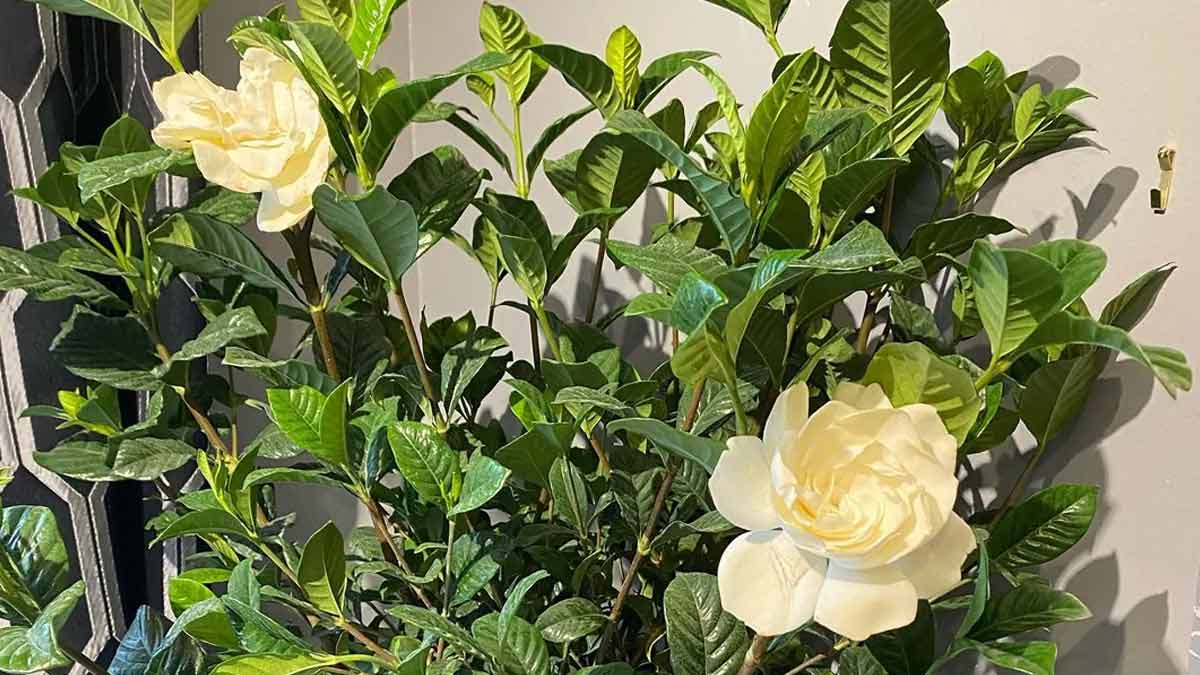 gardenia plant