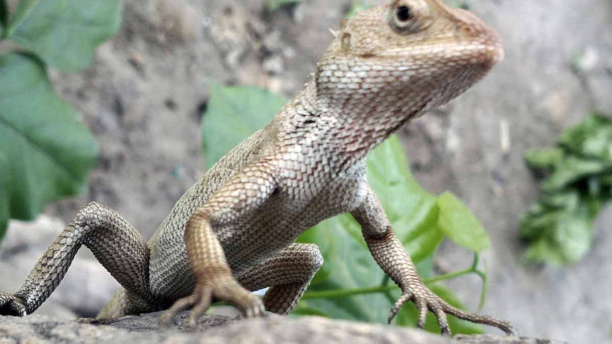 girgit aka chameleon in house good or bad