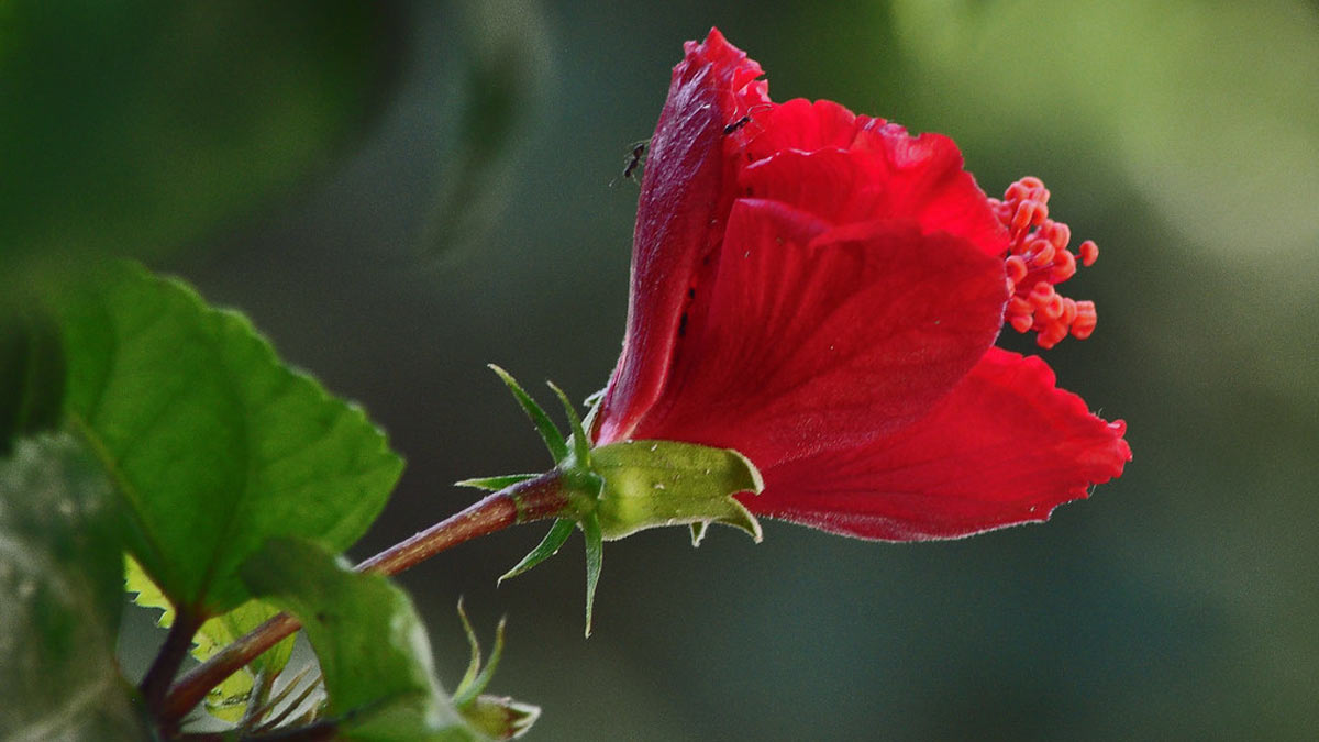 hibiscus plant and ants