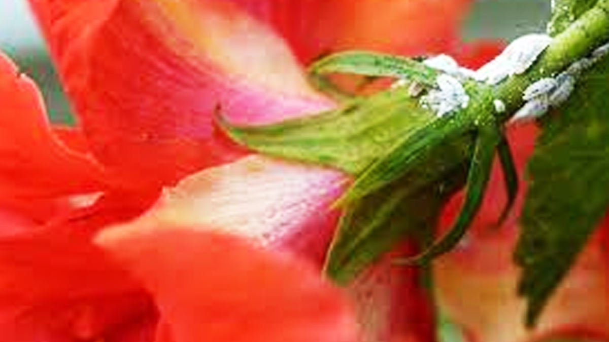 hibiscus plant and bugs