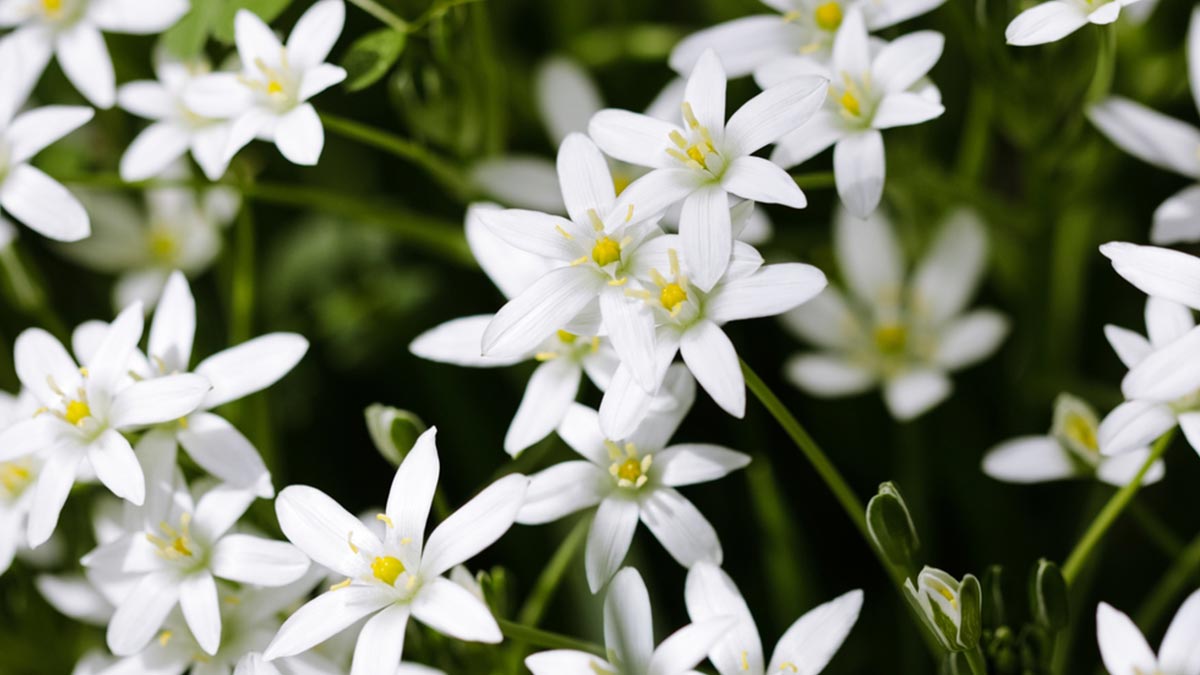 ऐसे उगाएं रेन लिली प्लांट । Rain Lily Flowering Season in India।How to