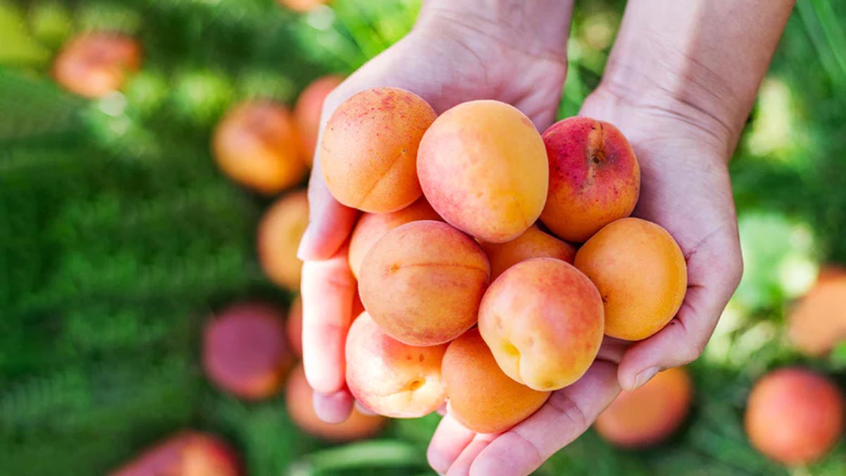 how to check wax on apricot