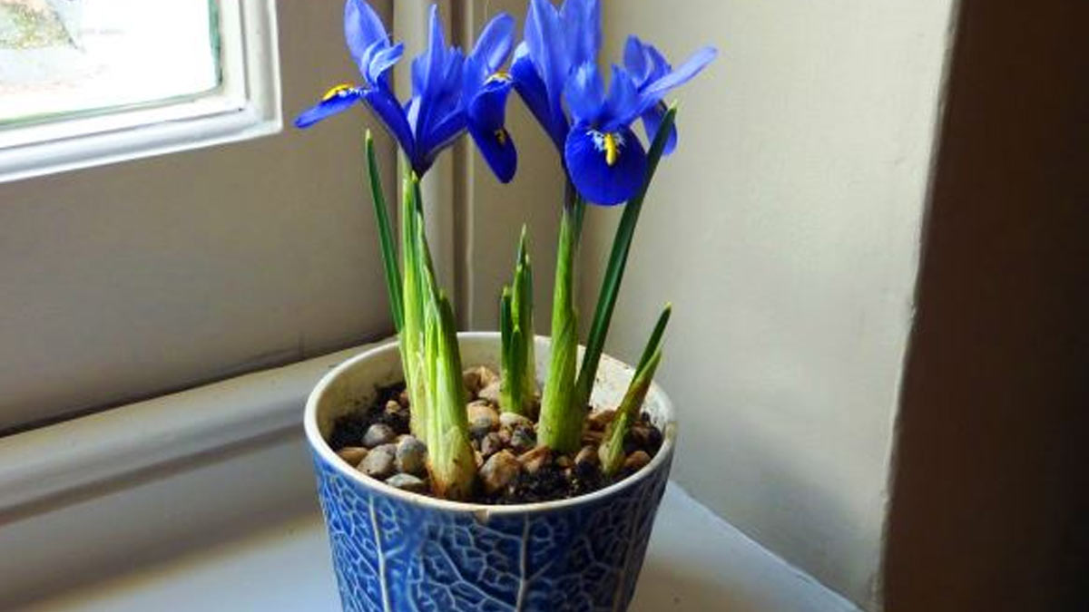 how to grow iris flower in pot in hindi