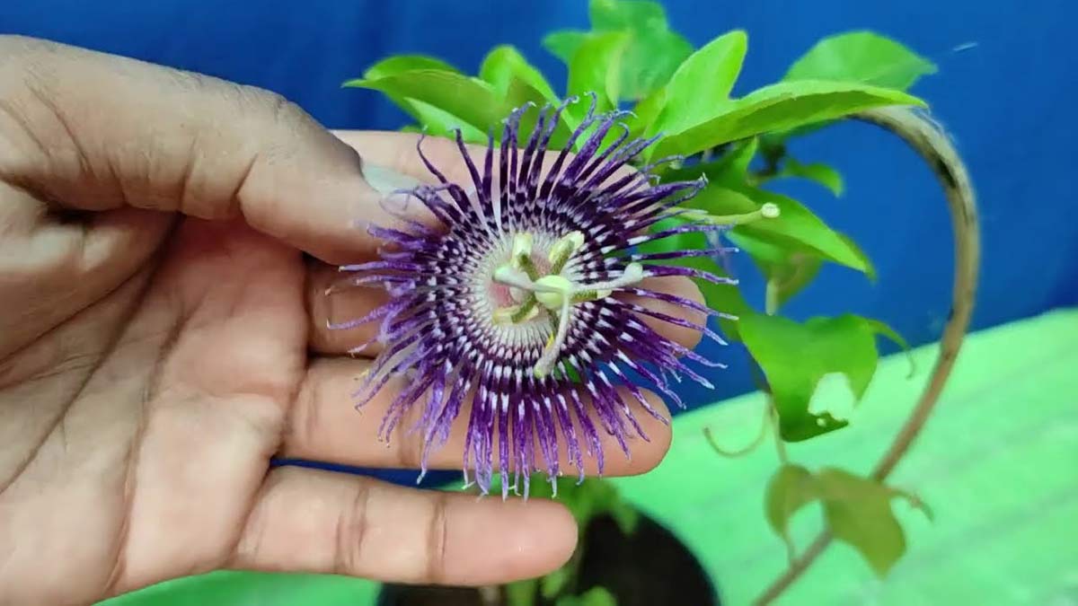 Which Flower Is Offered To Which God भगवान का पसंदीदा फूल Bhagwan Ko