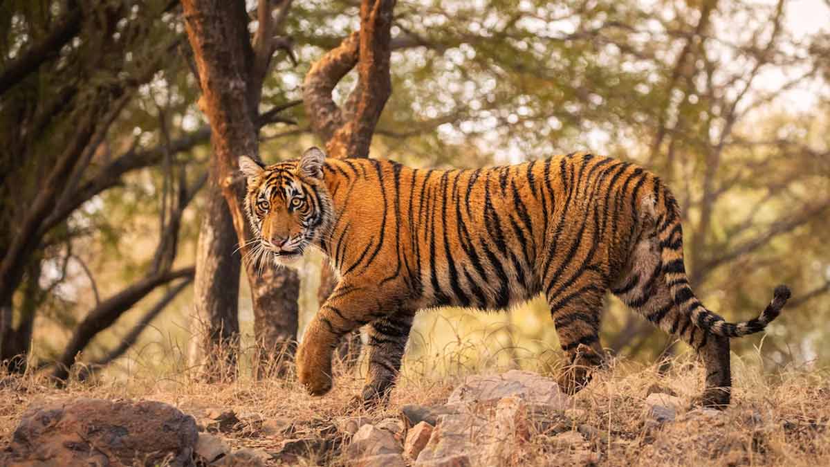 kudremukh national park