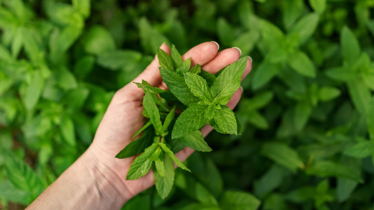 mint leaves for cleaning