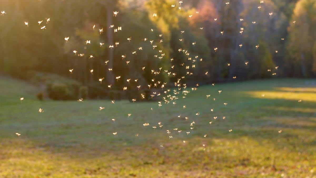 moisquitoes in garden