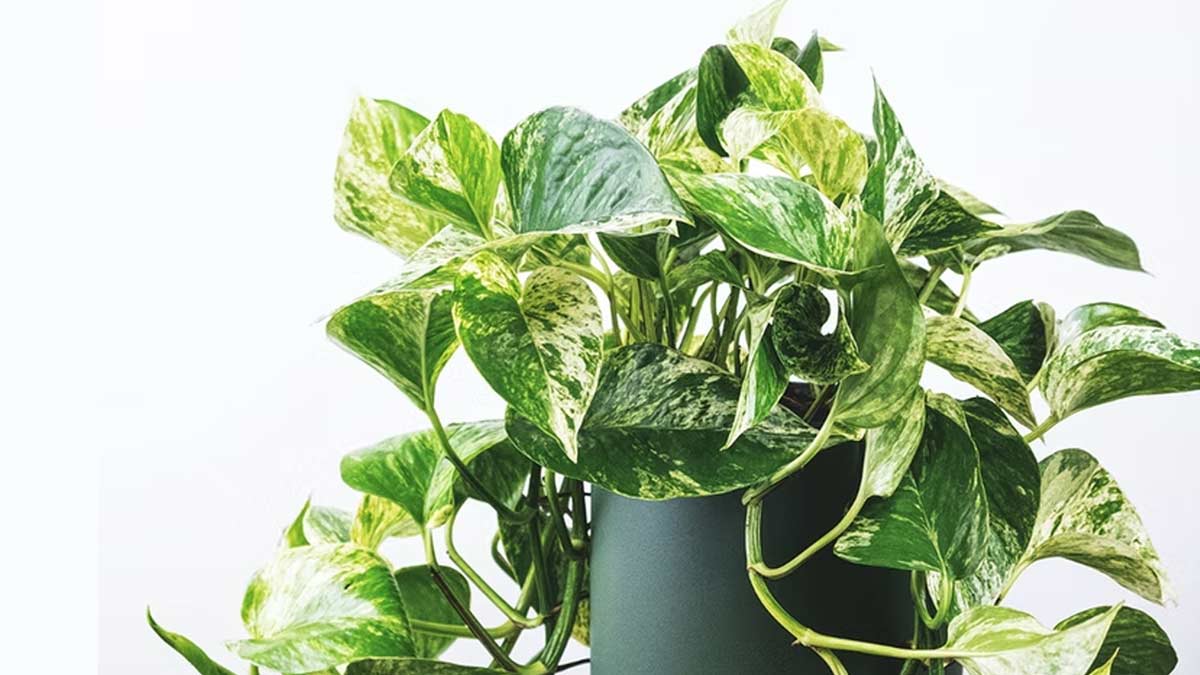 money plant care in monsoon