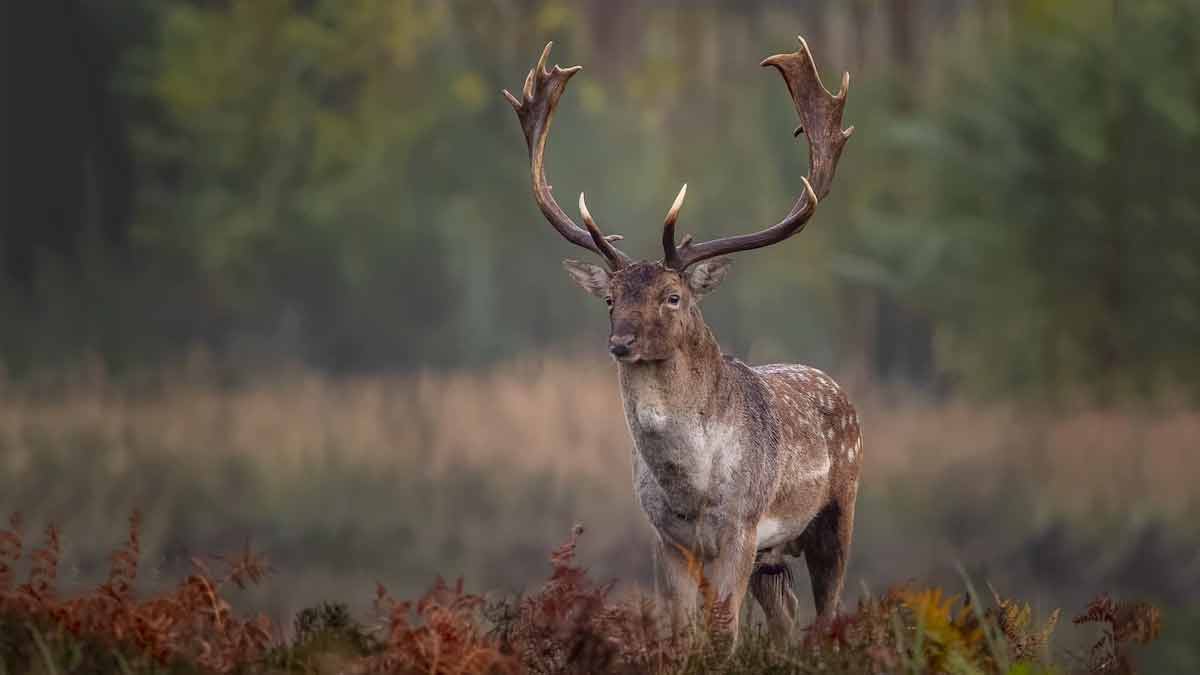 nagarhole national park