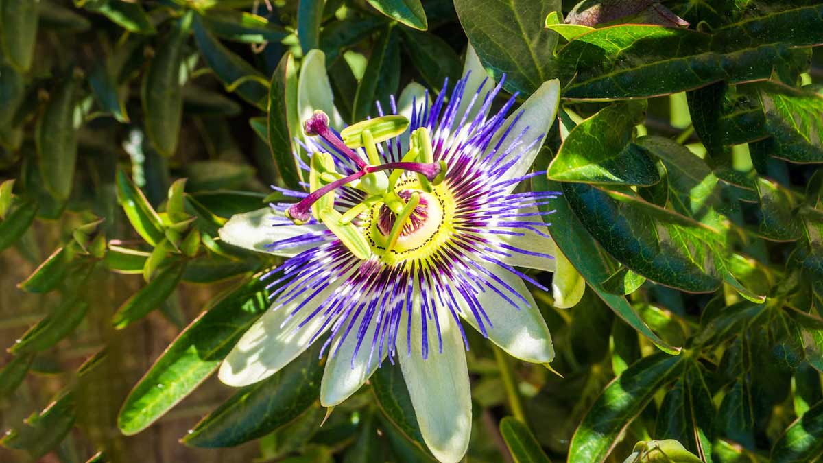 passion-flower-benefits-for-health.jpg