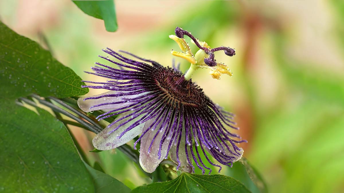 passion flower