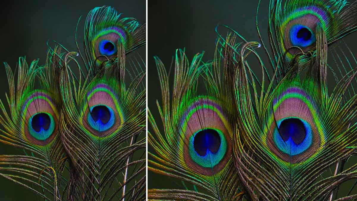 peacock feather for lizards