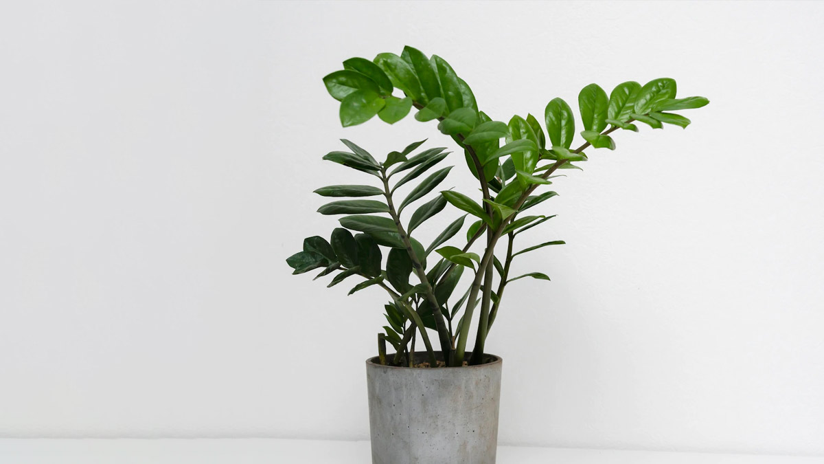 pots cleaning and diy