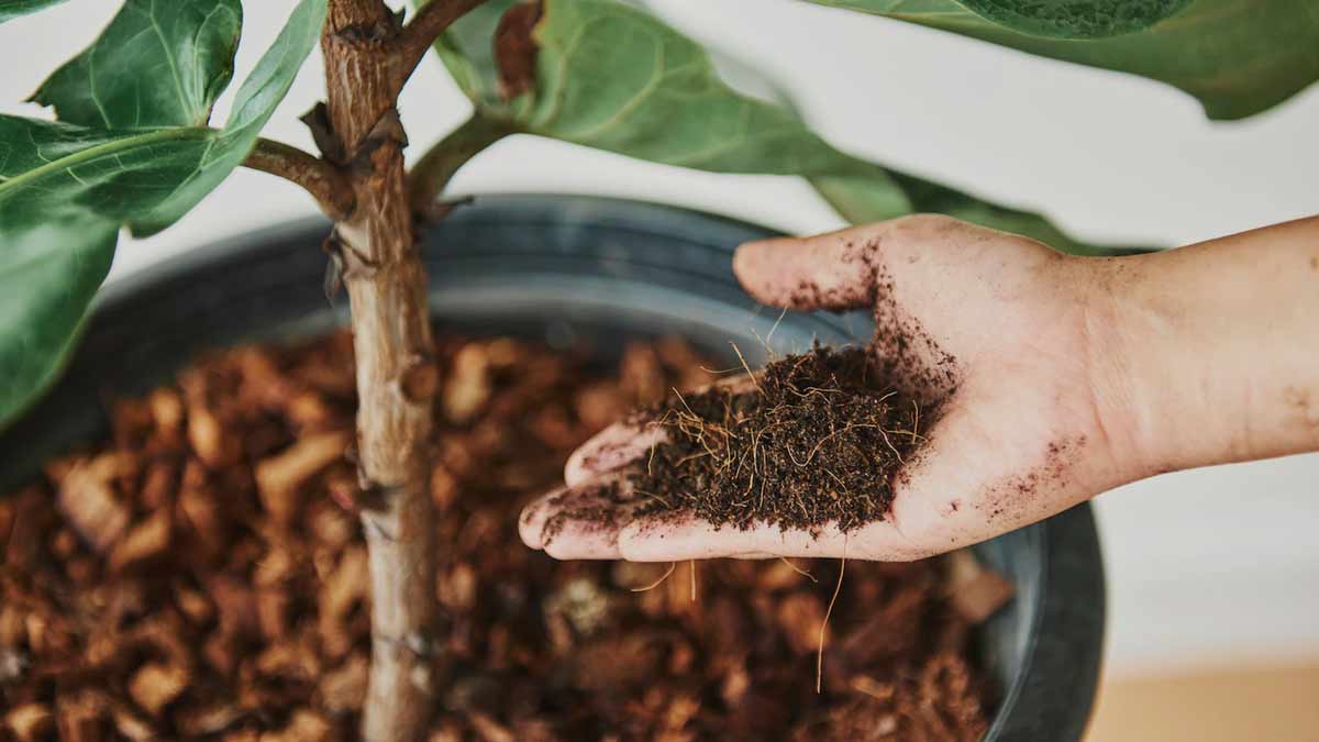 DIY Rose Fertilizer गुलाब की पंखुड़ियों का इस्तेमाल Gardening Hacks