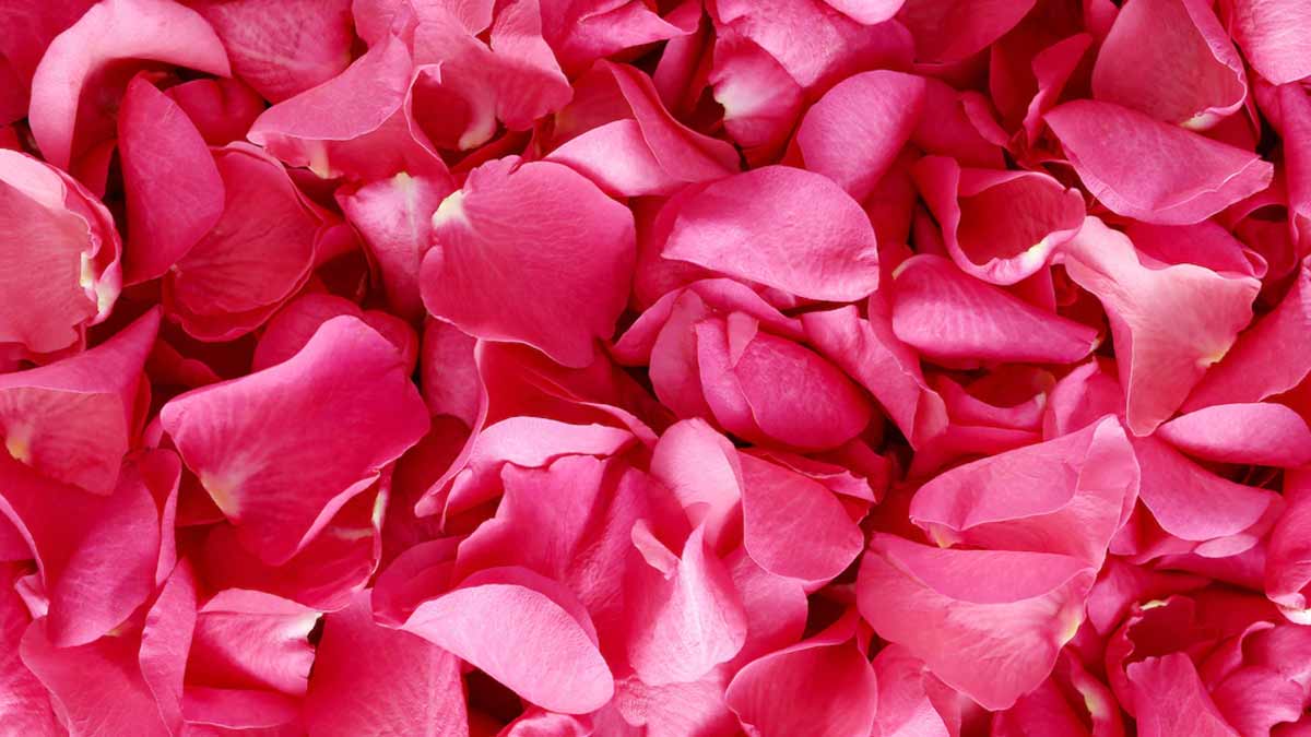 rose petals fertilizer