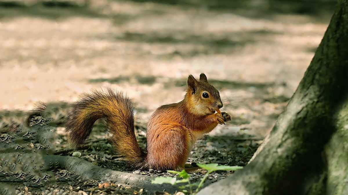 squirrel meaning tips