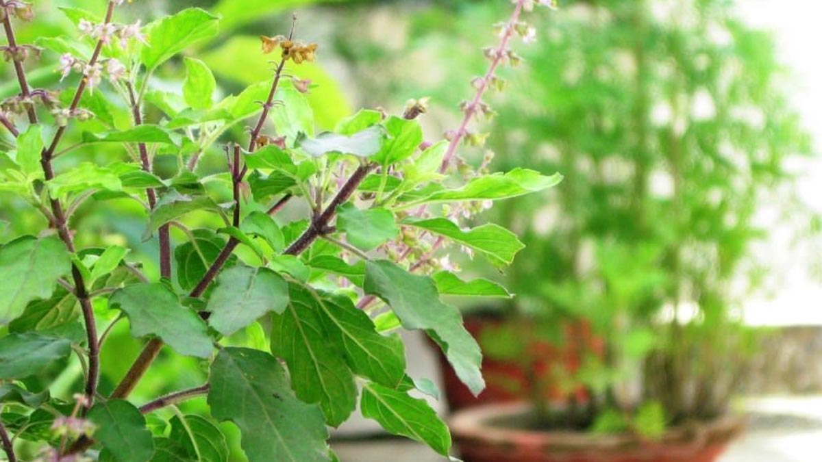 tulsi plant vastu for home