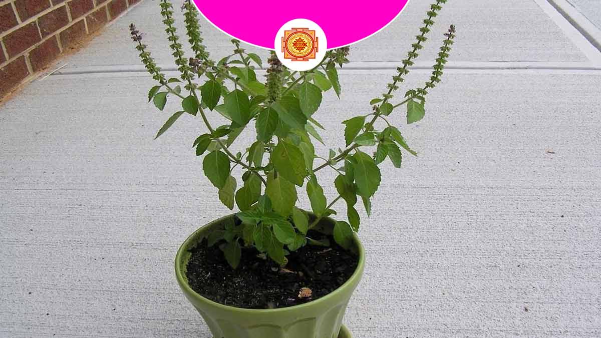 5 Tulsi Plant