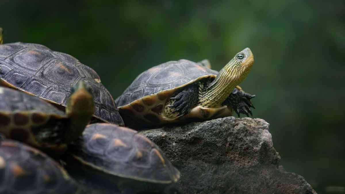 turtle-in-dream-turtle-ka-sapne-mein