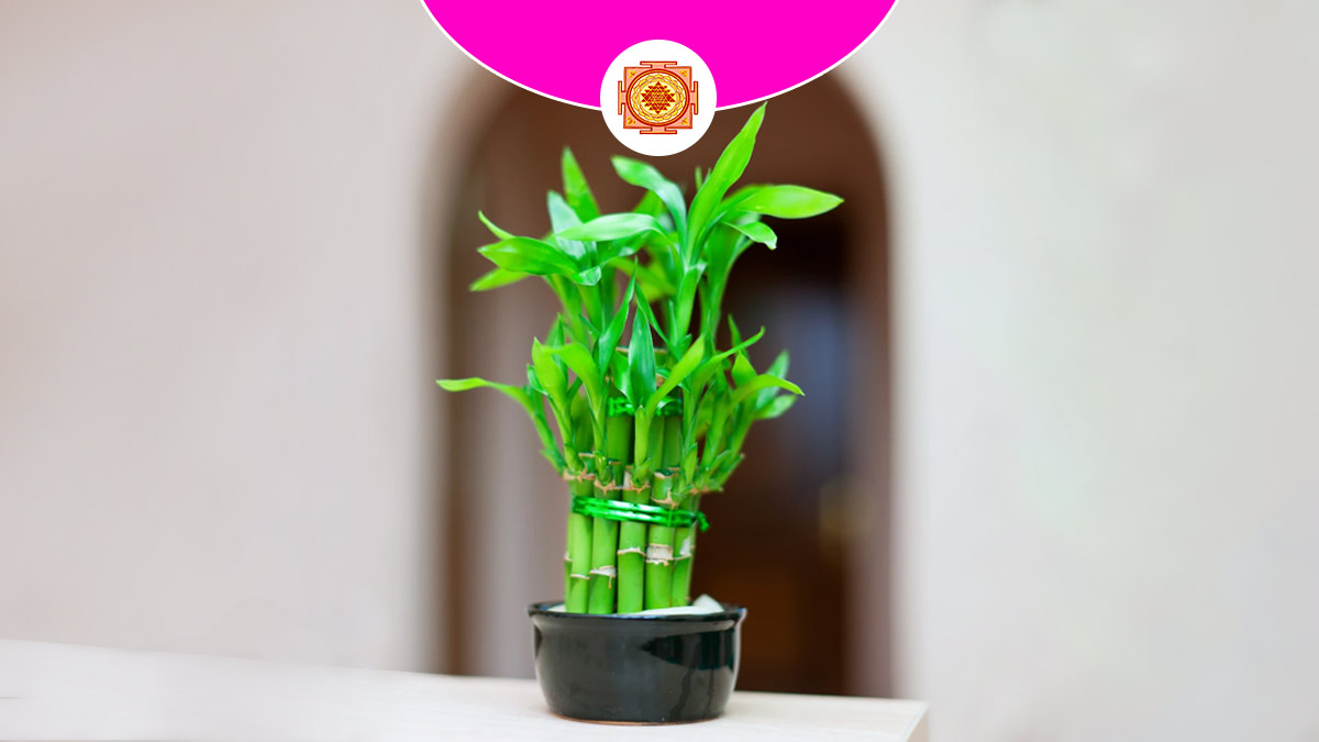 Does Lucky Bamboo Really Bring Luck घर में बांस लगाने से क्या होता है