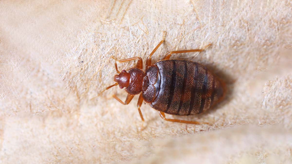 what causes bed bugs tips