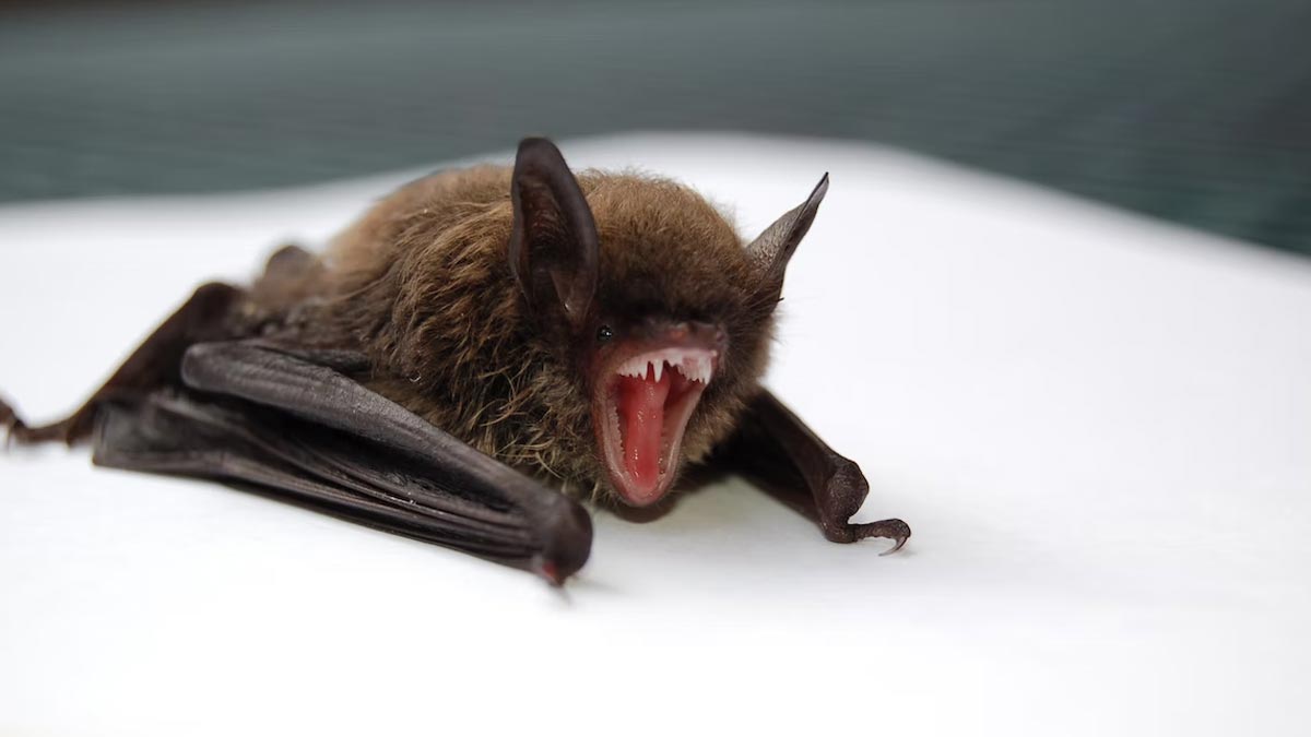 what if bat dead at home