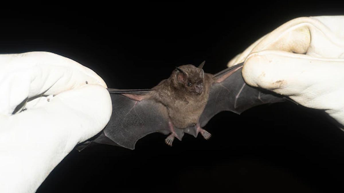 what is the meaning of bat at home