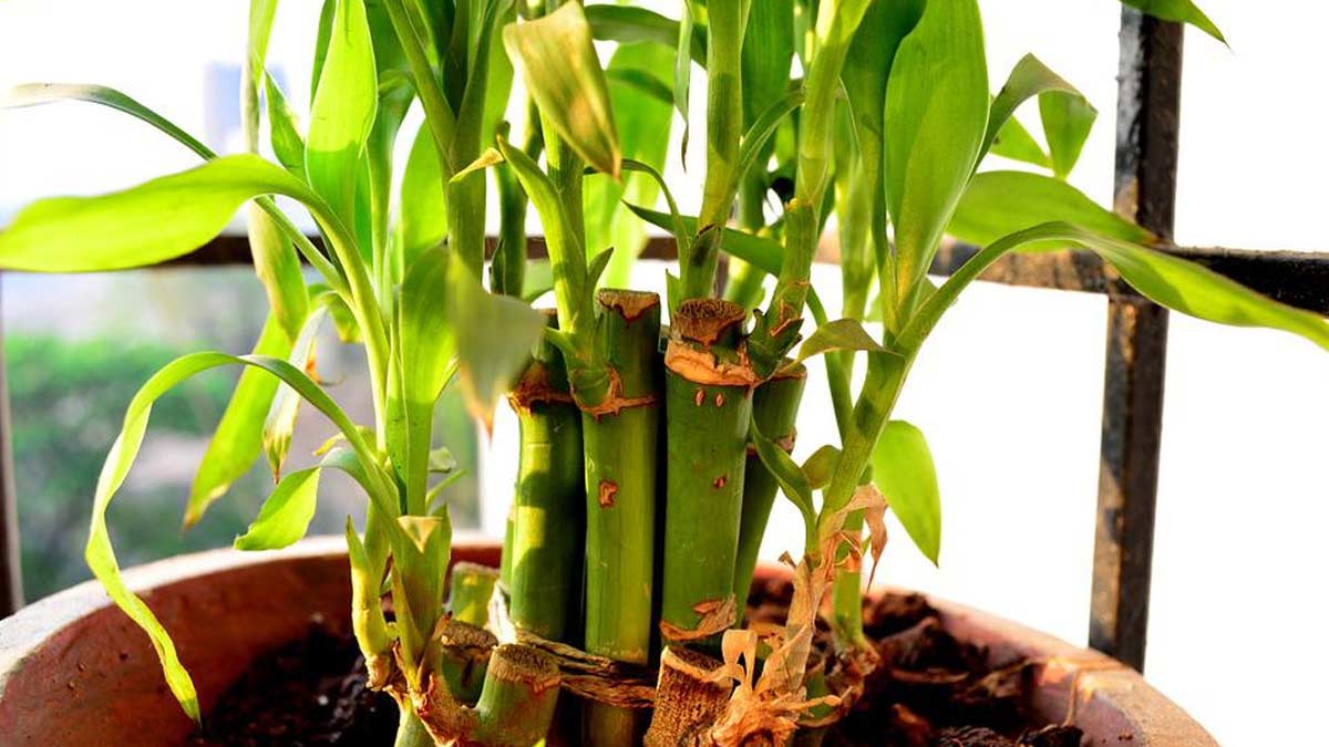 where to keep bamboo plant for luck