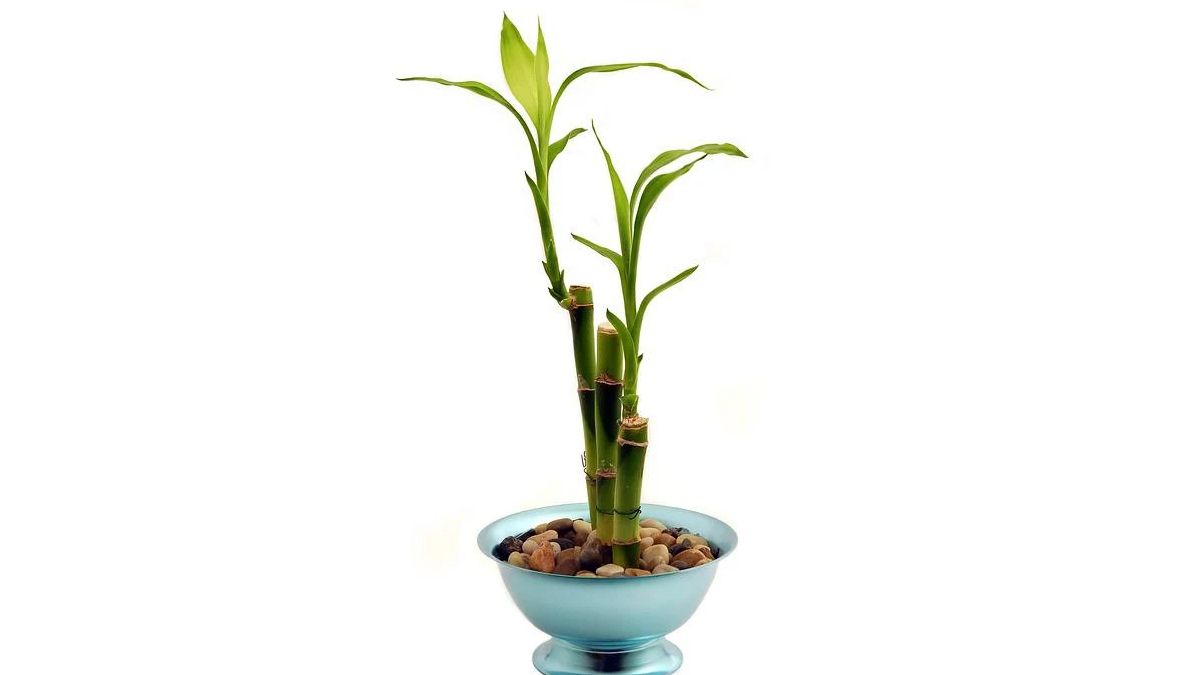 where to place bamboo plant for money