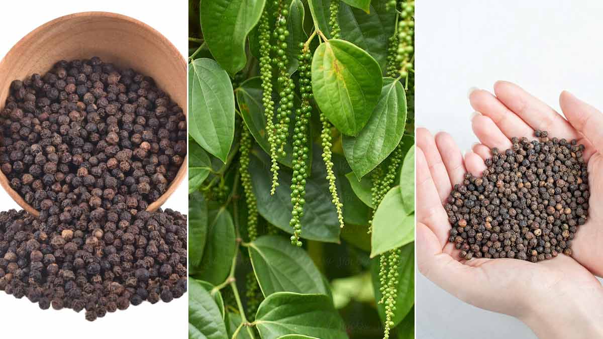 is-black-pepper-actually-wood-black-pepper-ko