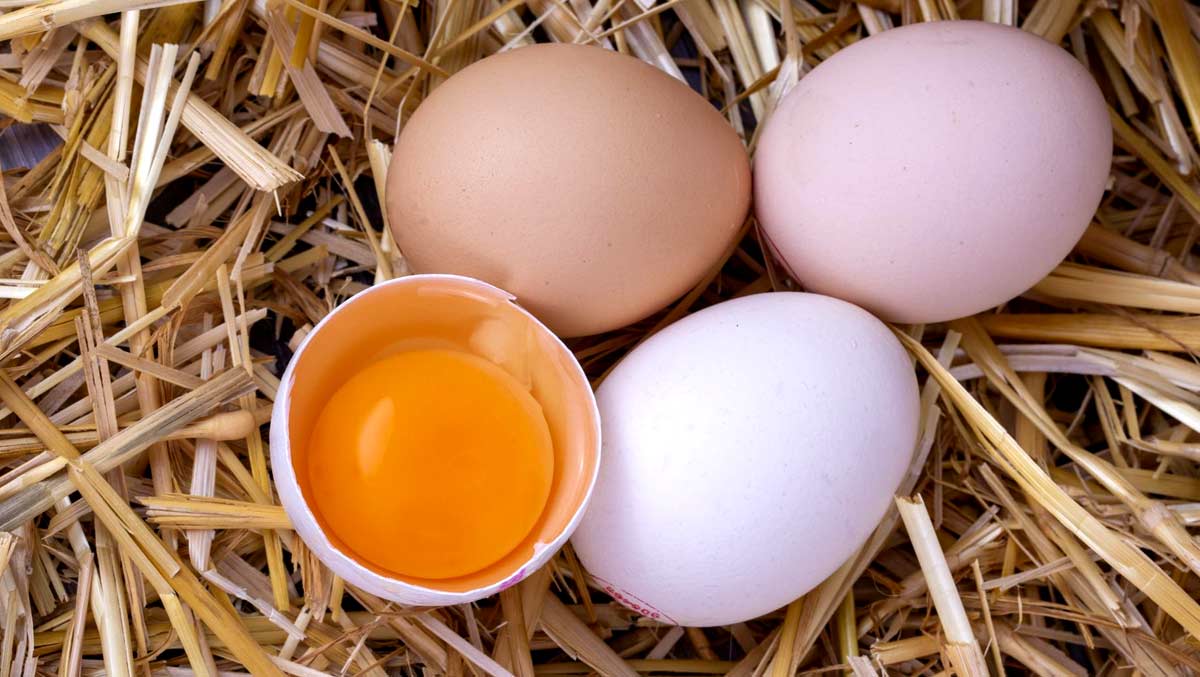 How to check egg quality