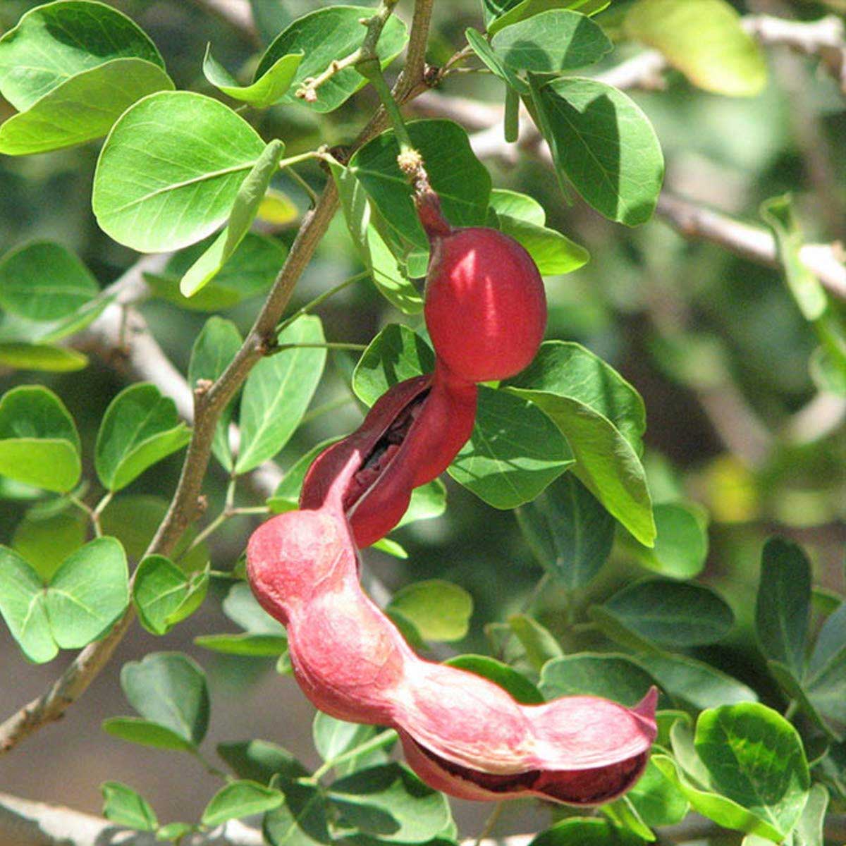 what-is-jungle-jalebi-called-in-english