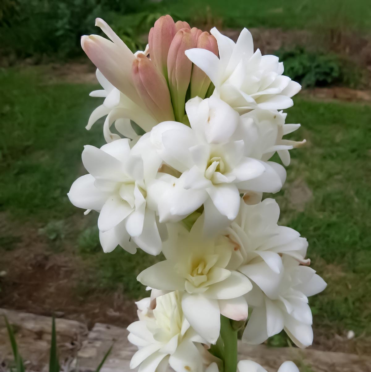 Tuberose