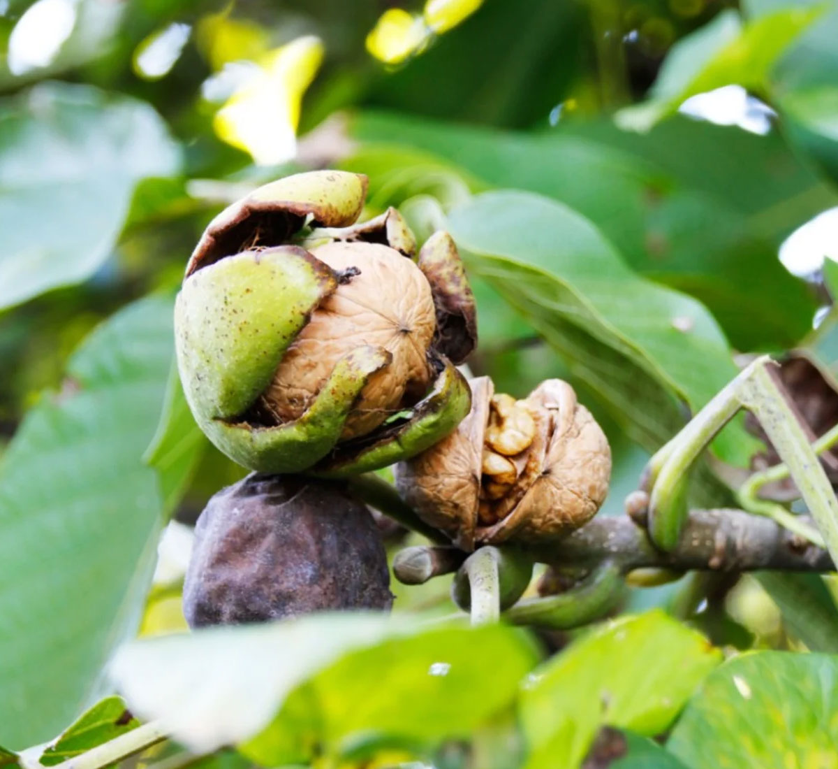 Arslanbob Walnut Forestसबसे ज्यादा अखरोट कहां उगते हैंForest Jaha