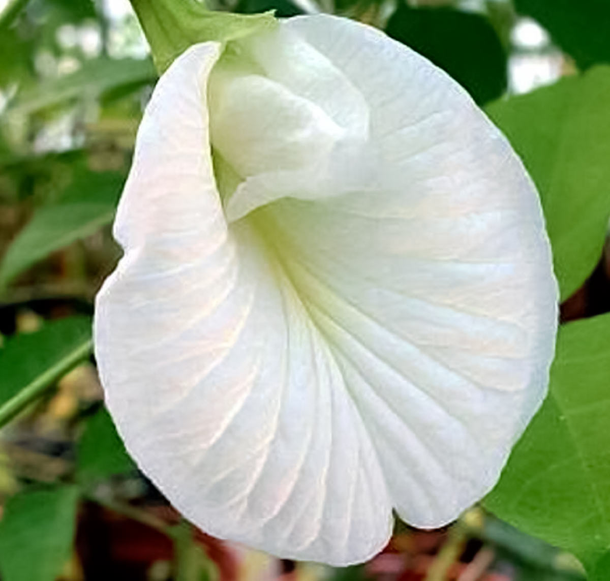 White Clitoria