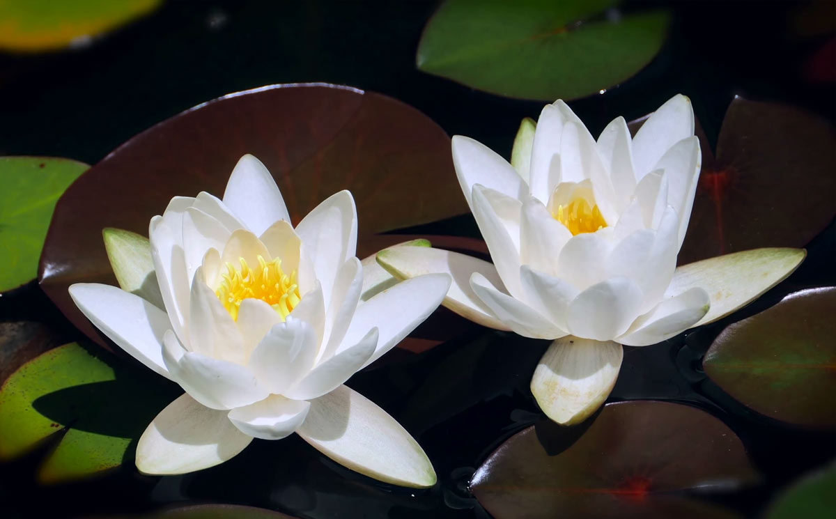 White Lotus