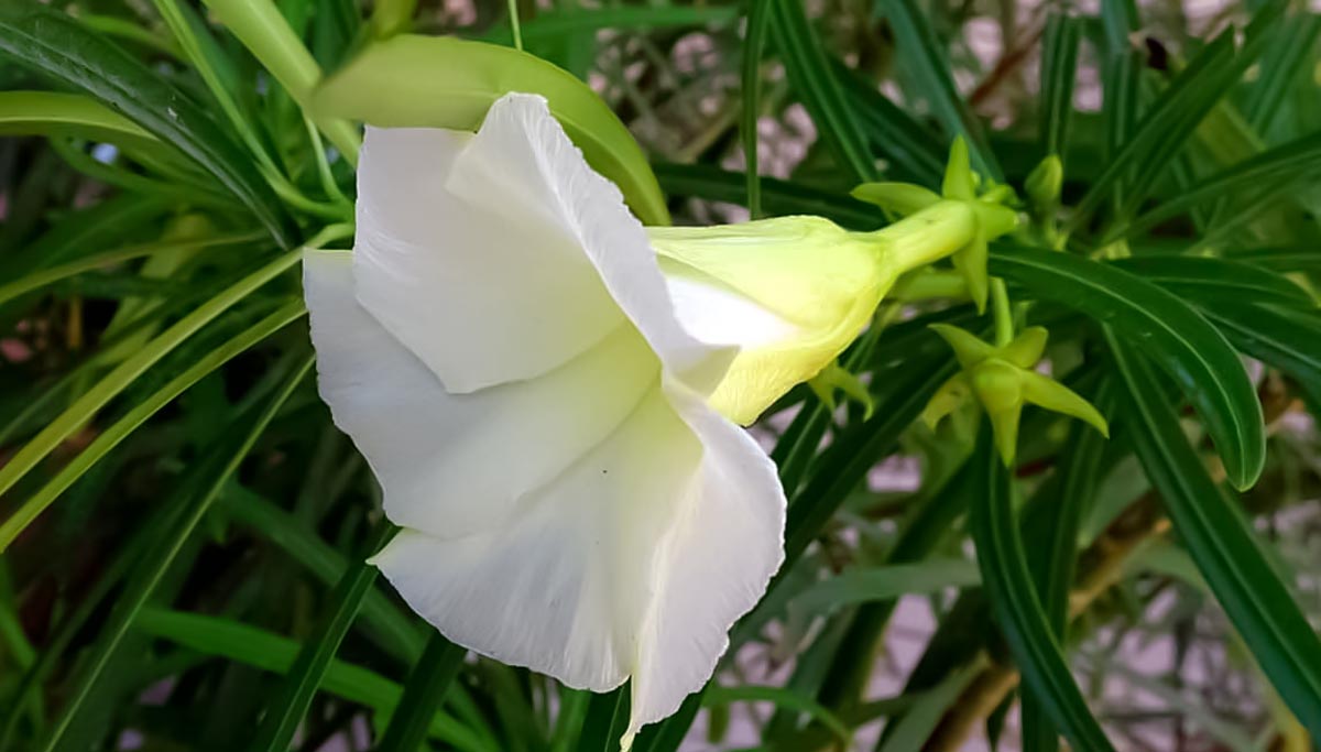 White Nerium Oleander