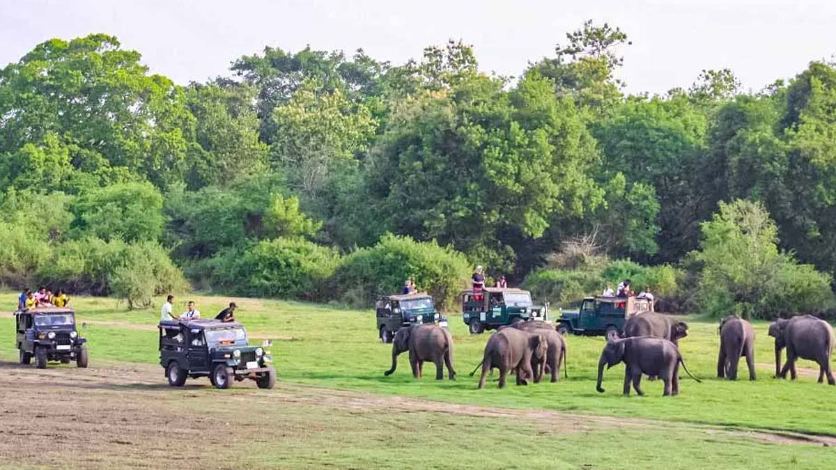 What Are The Rules For Jungle Safari|जंगल सफारी के नियम| Wildlife