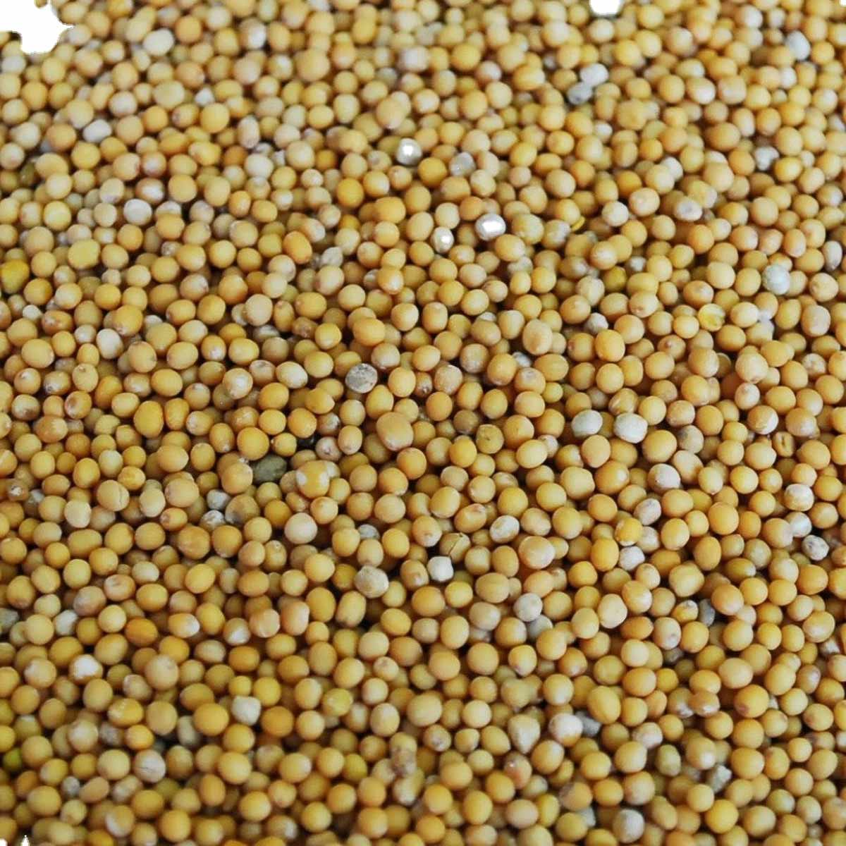 Yellow Mustard Seeds पीली सरसों क्या है Yellow Sarso Ke Labh