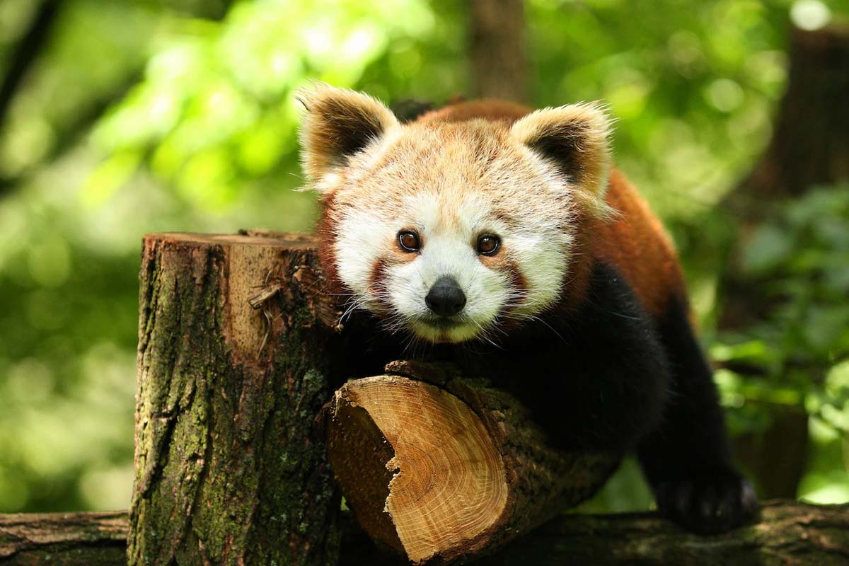 arginar anna zoo in chennai