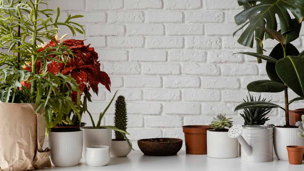 benefits of indoor plants