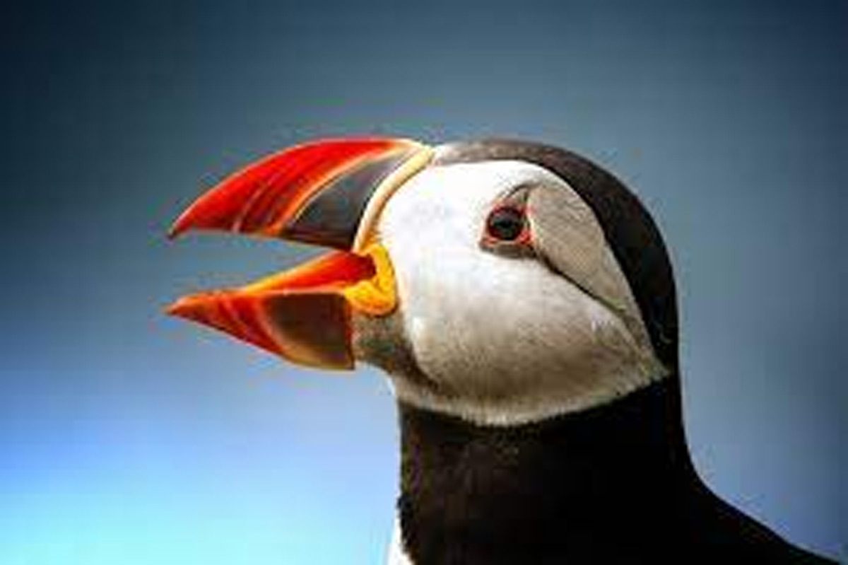 bird who changes peak colour