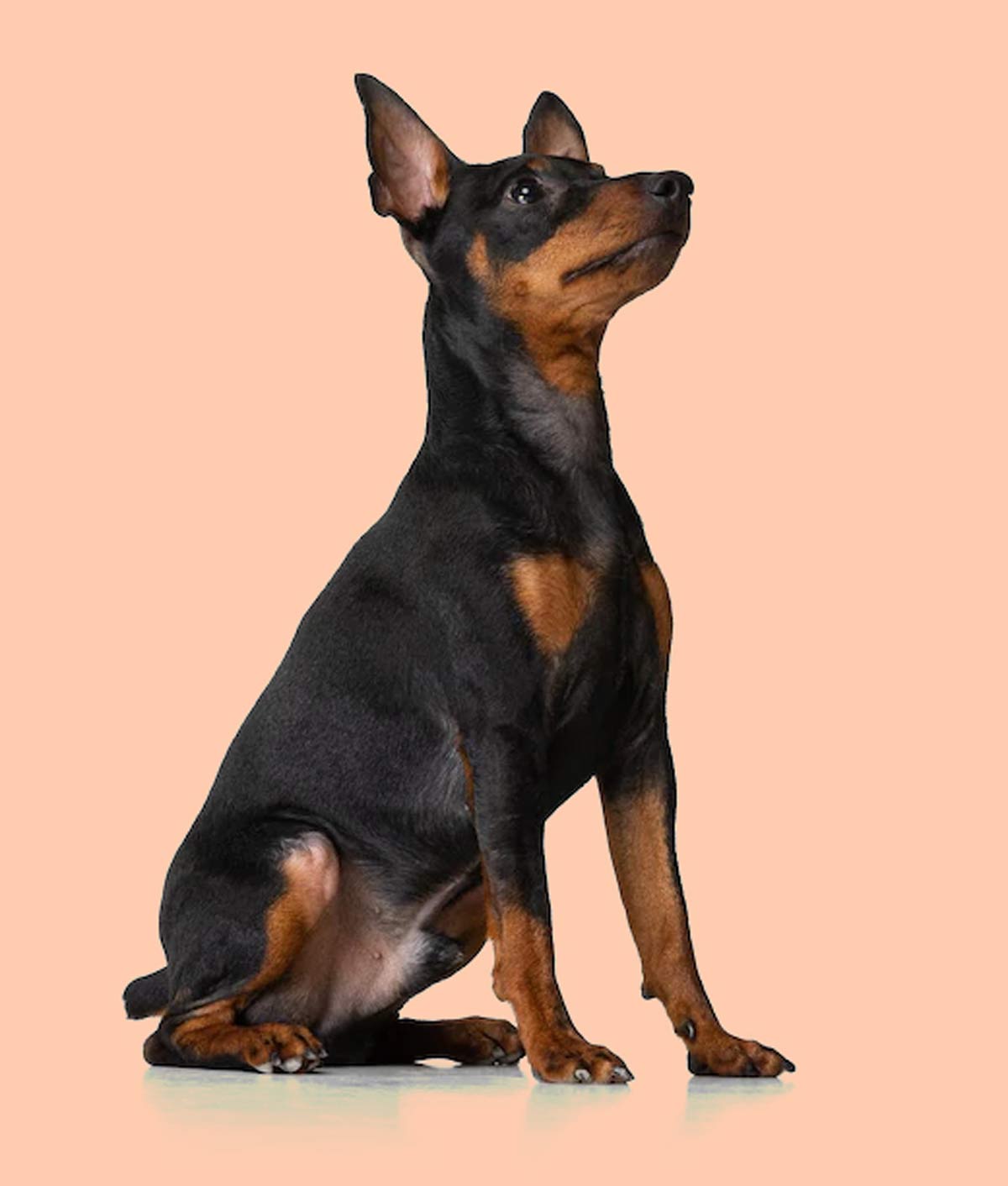 black dog is sign of shanidev