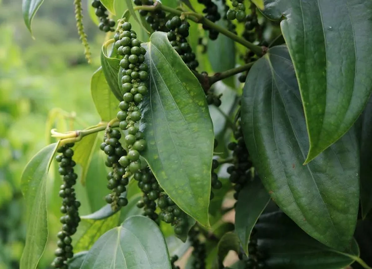 black pepper plant