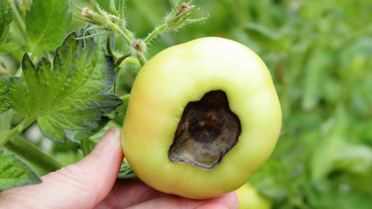 say-goodbye-to-black-spots-on-tomato-leaves-natural-solutions