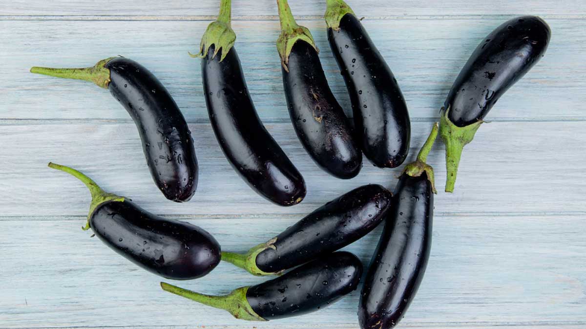 brinjal for body warm