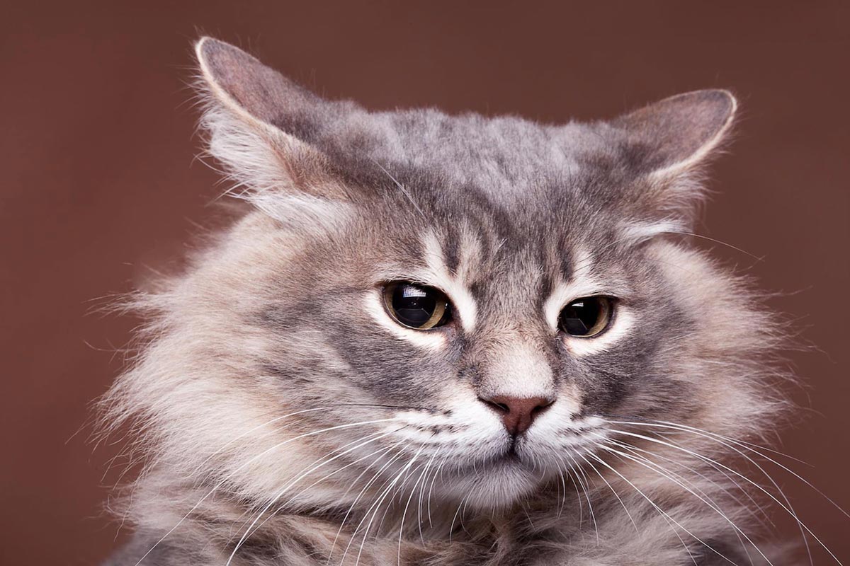 cat at home lucky or not