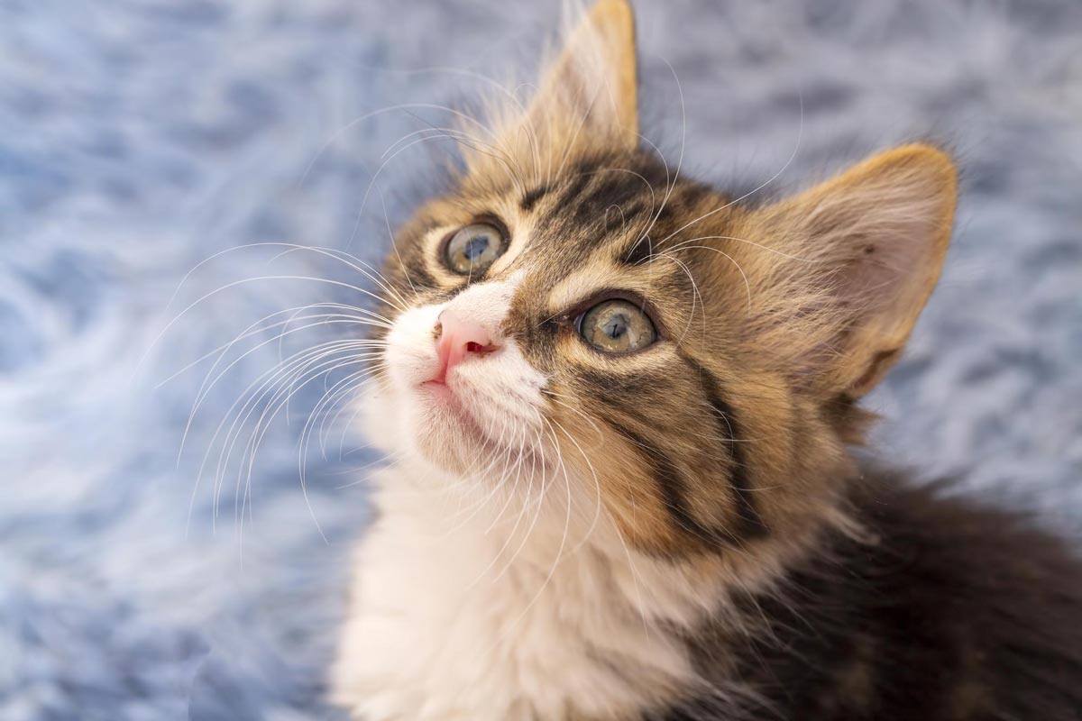 cat comes at home vastu