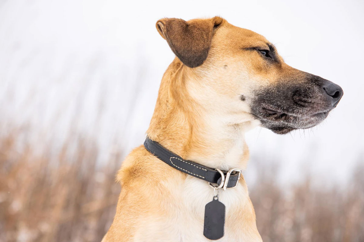 dog facts