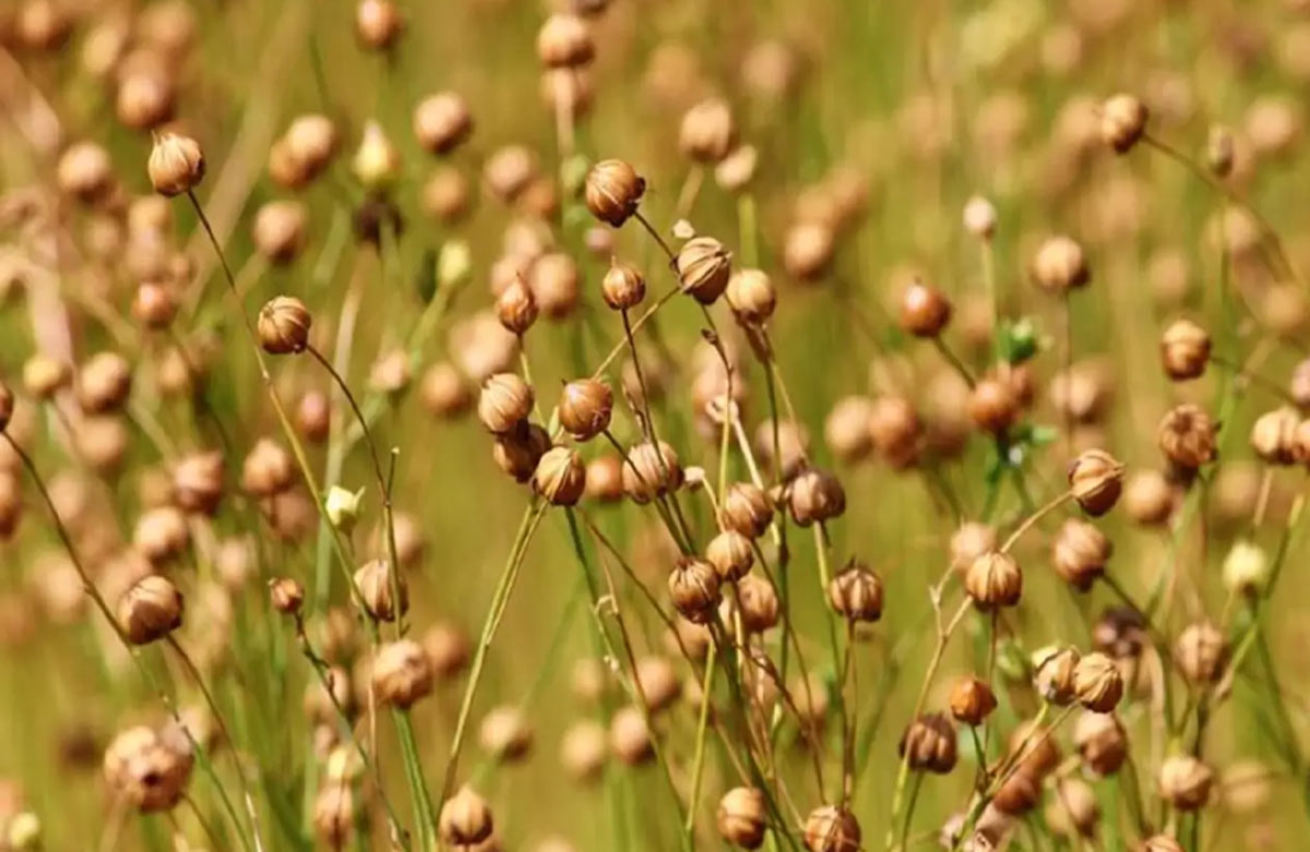 flax seeds plant